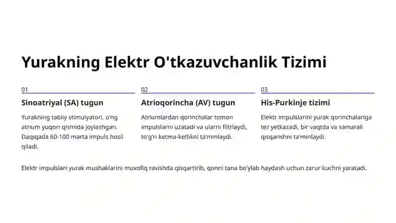 Yurak Innervatsiyasi: Yurak Ritmini Boshqaruvchi Nerv Tizimi 3