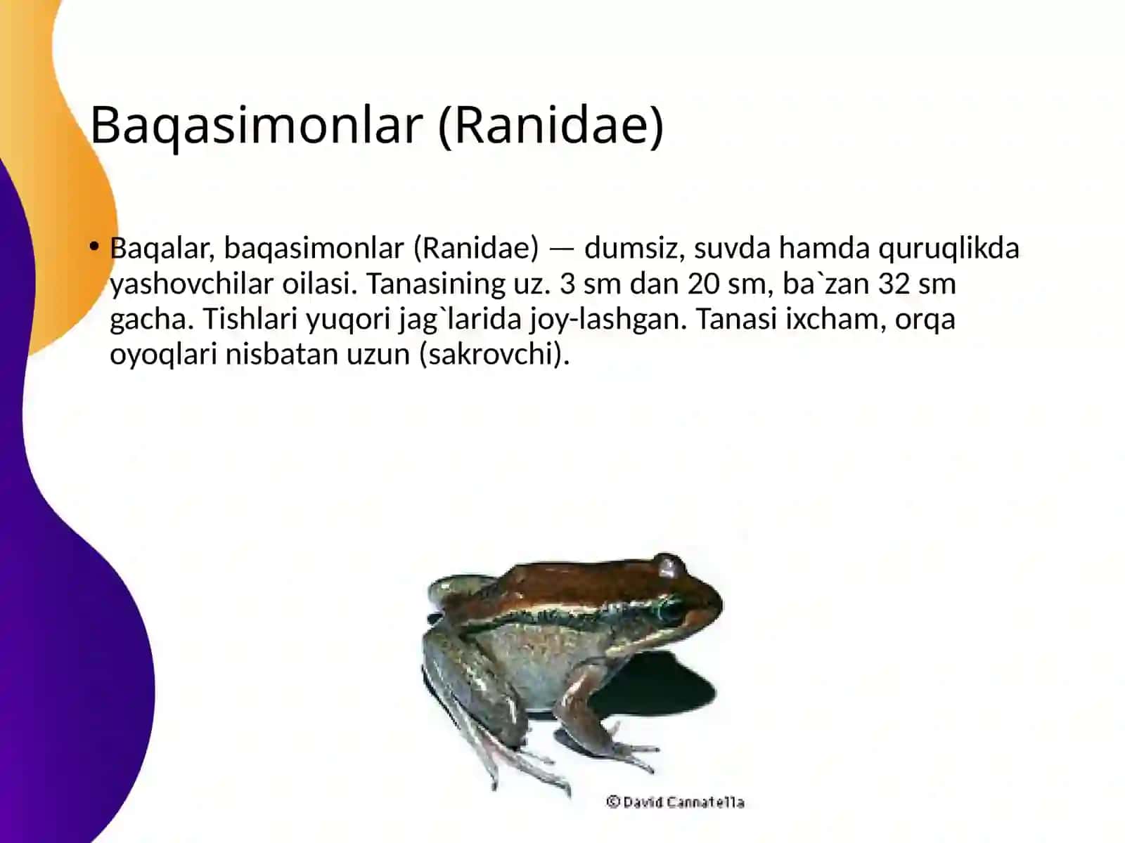 Baqasimonlar (Ranidae) 3