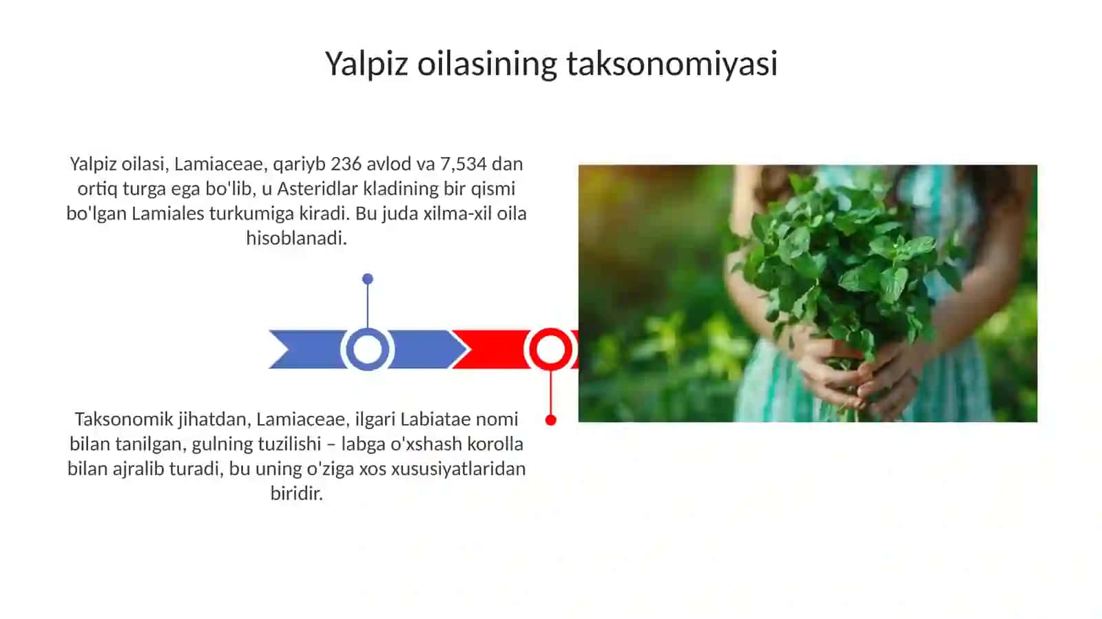 Yalpizkabilar sinfchasi va dorivorlik xususiyatlari 3