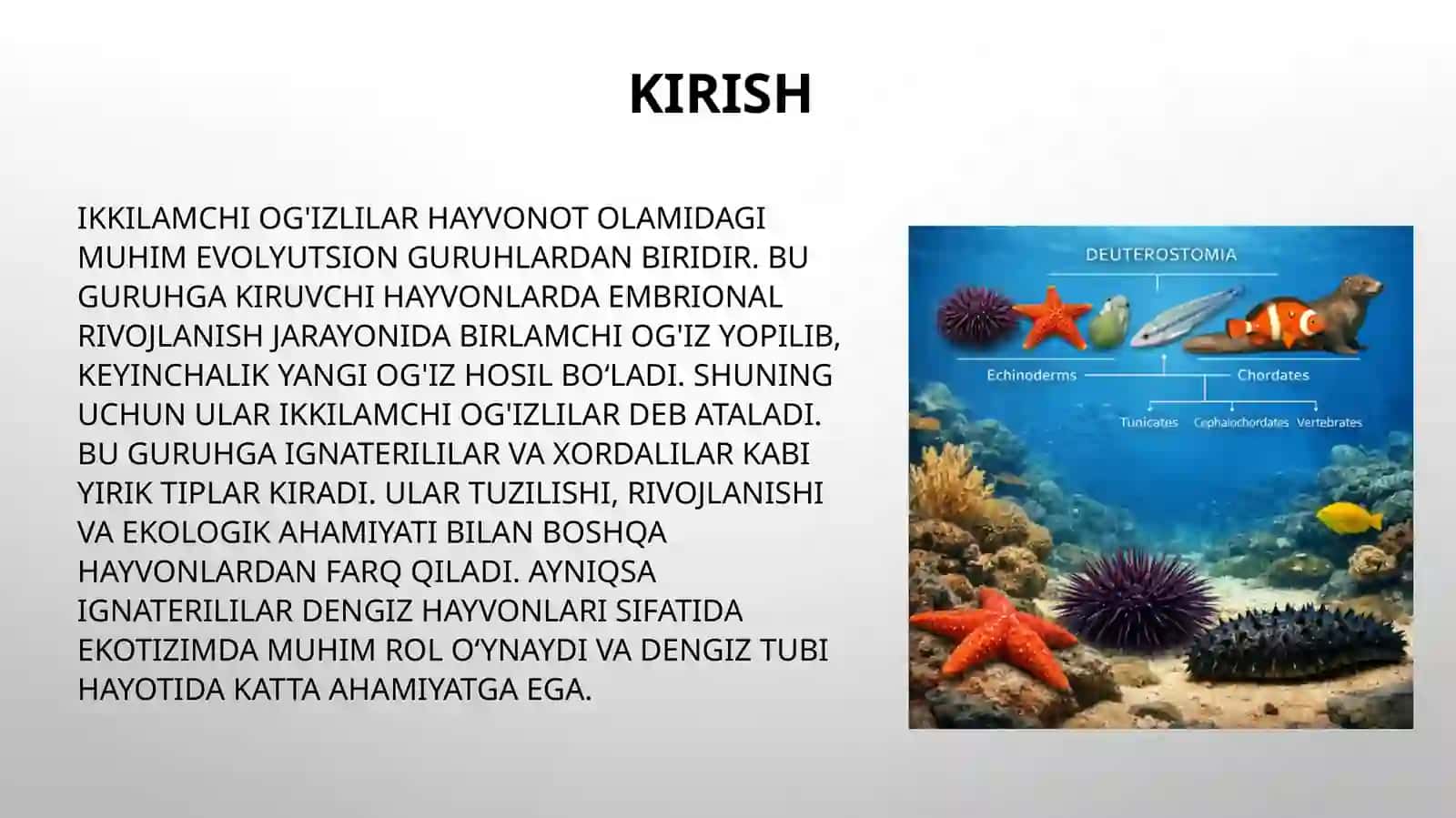 Ikkilamchi og'izlilarning hayvonot olamidagi o'rni. Ignaterililar (Echinodermata) tipining umumiy ta'rifi 3