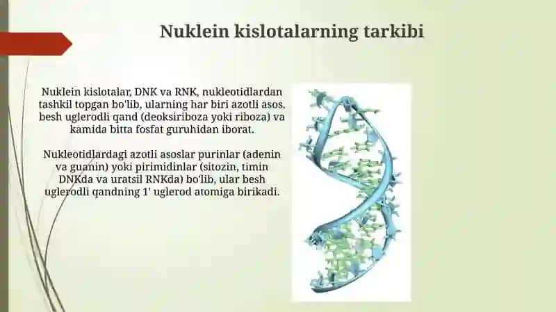 Nuklein kislotalarning tuzilishi. DNK RNK 3