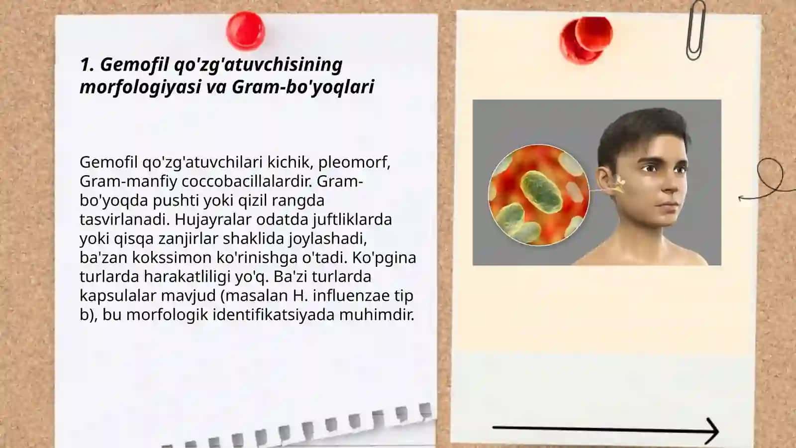 Gemofil qõzğazatuvchisning mikrobiologik diagnostikasi 3