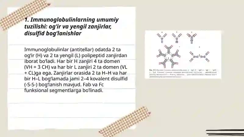 Immunoglobulinlar: tuzilishi va vazifasi 3