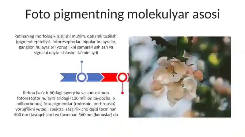 Fotoretseptsiyaning morfologik asoslari 3