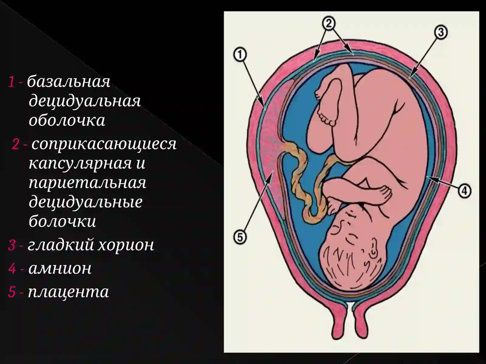 Гладкий хорион 3
