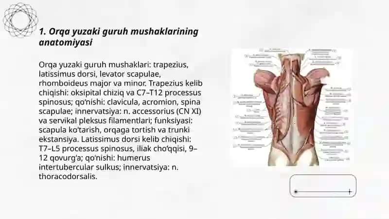 GAVDANING ORQA GURUH YUZA VA CHUQUR GURUH MUSHAKLARI.ULARNINGYOSHGA QARAB O‘ZGARISHI 3