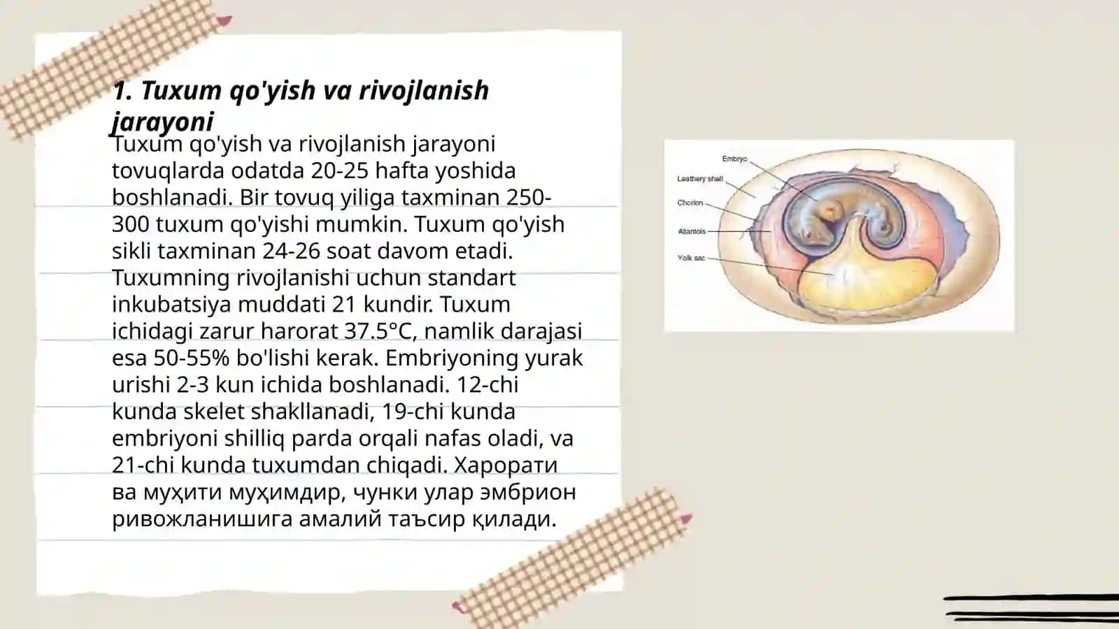 Tuxum Qo'yish va Rivojlanish Jarayoni 3