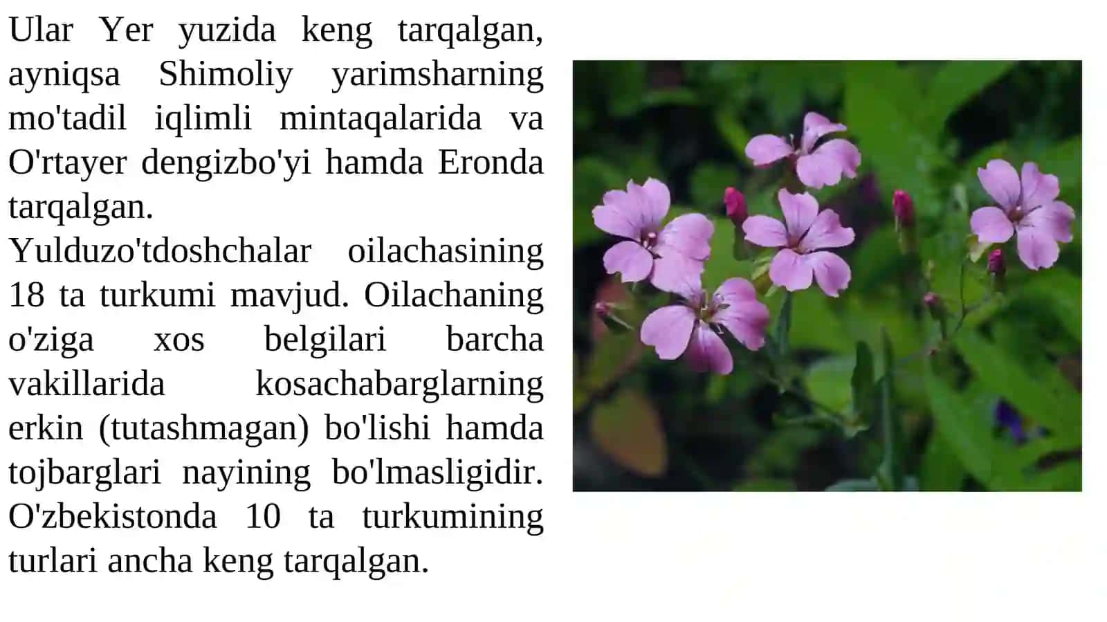 Chinniguldoshlar oilasi va gul tuzilishi 3