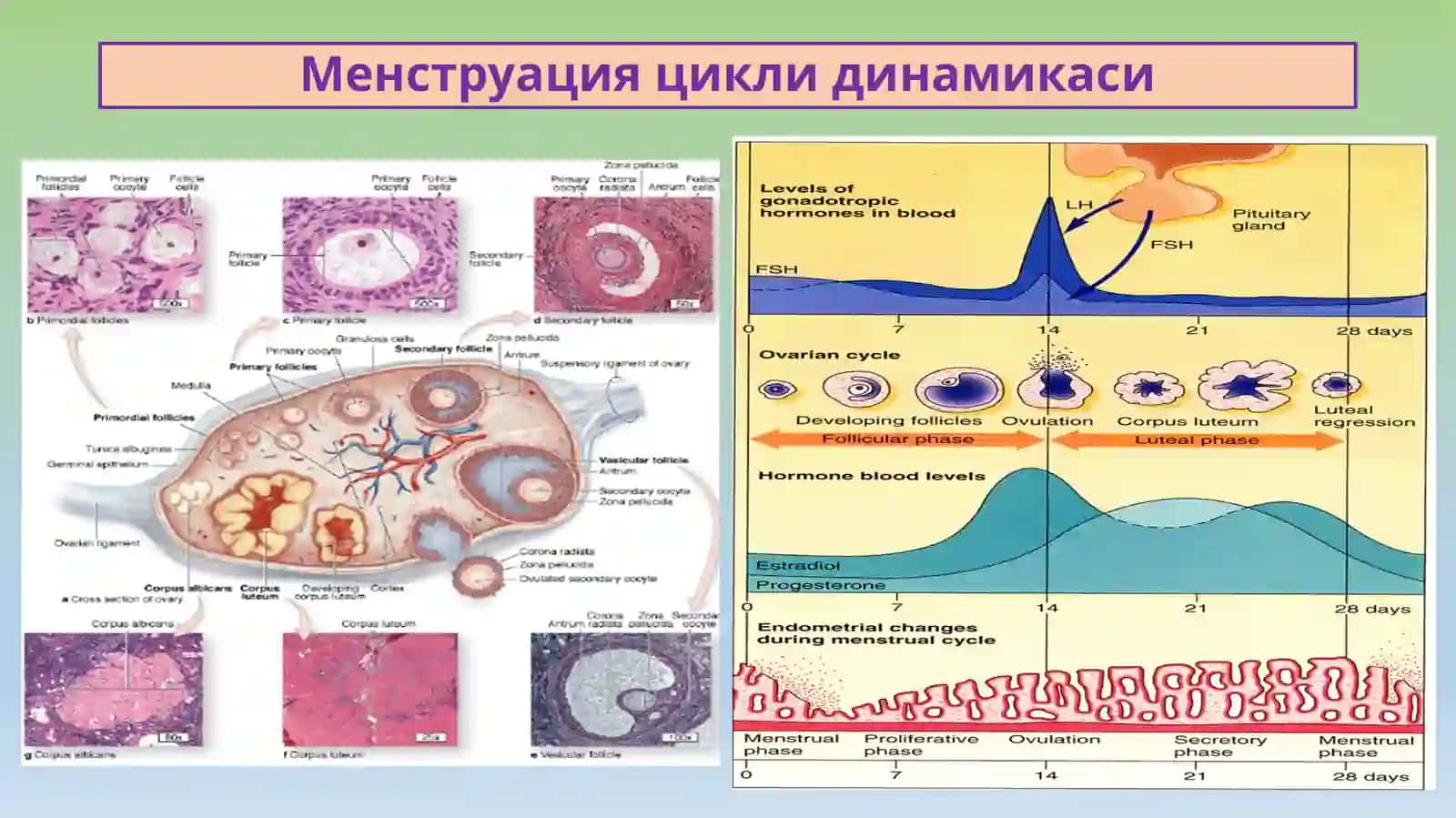 Аёллар жинсий аъзолари ва xомиладорликга боглик касалликлар 3