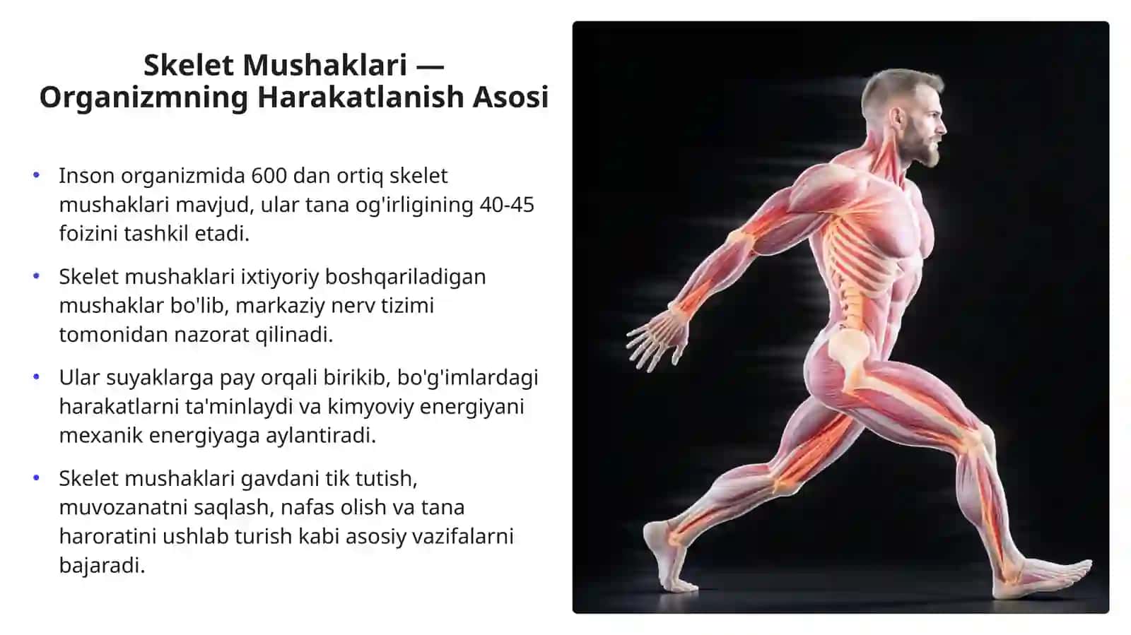 Mushaklar Fiziologiyasi: Skelet Mushaklarining Fiziologik Xossalari 3