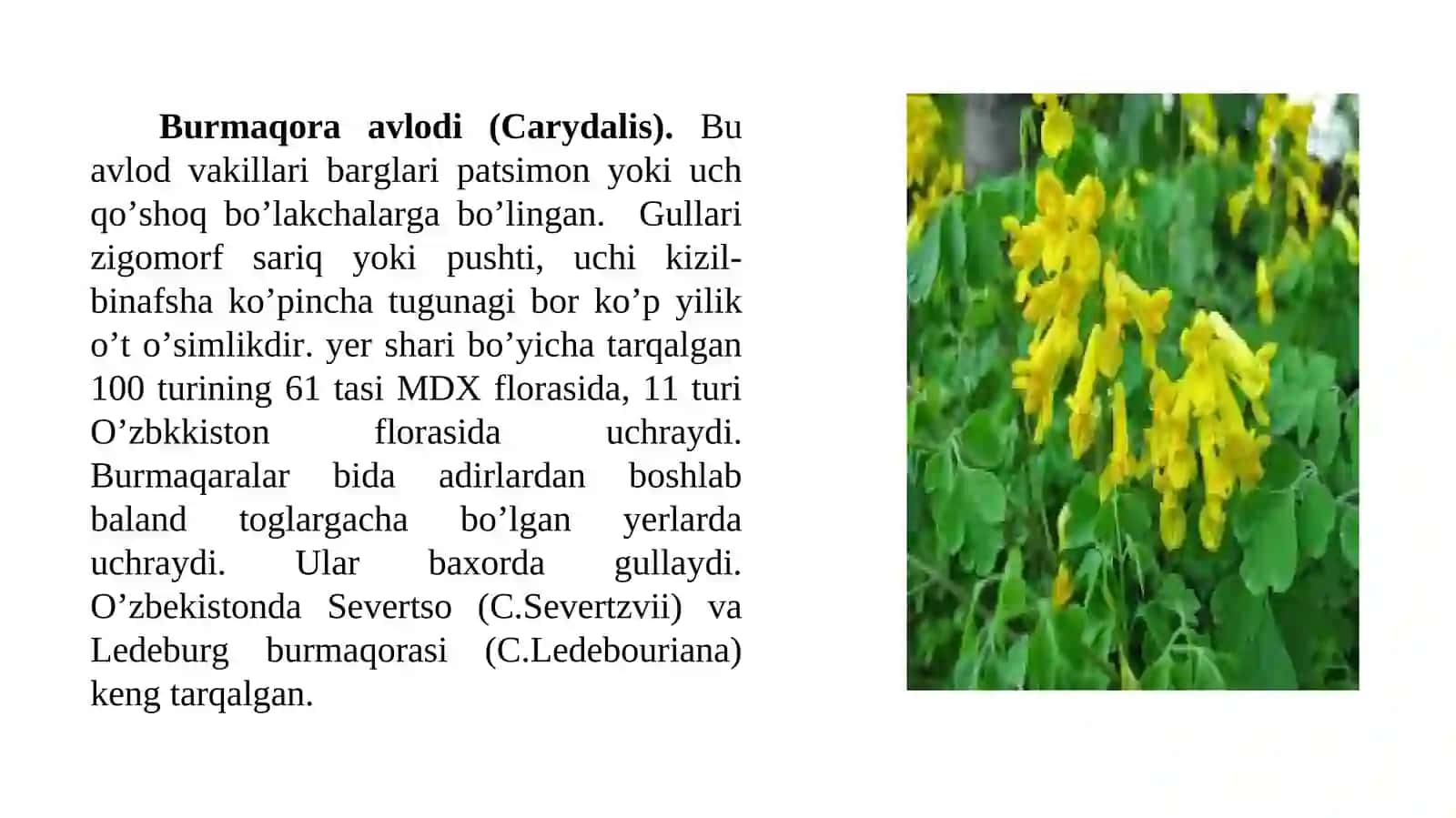 SHO’TARADOSHLAR (FUMARIACEAE) OILASI TURKUMI TURLARI NOMENKLATURASINI TAHLILI VA O’RGANISH QOIDALARI 3