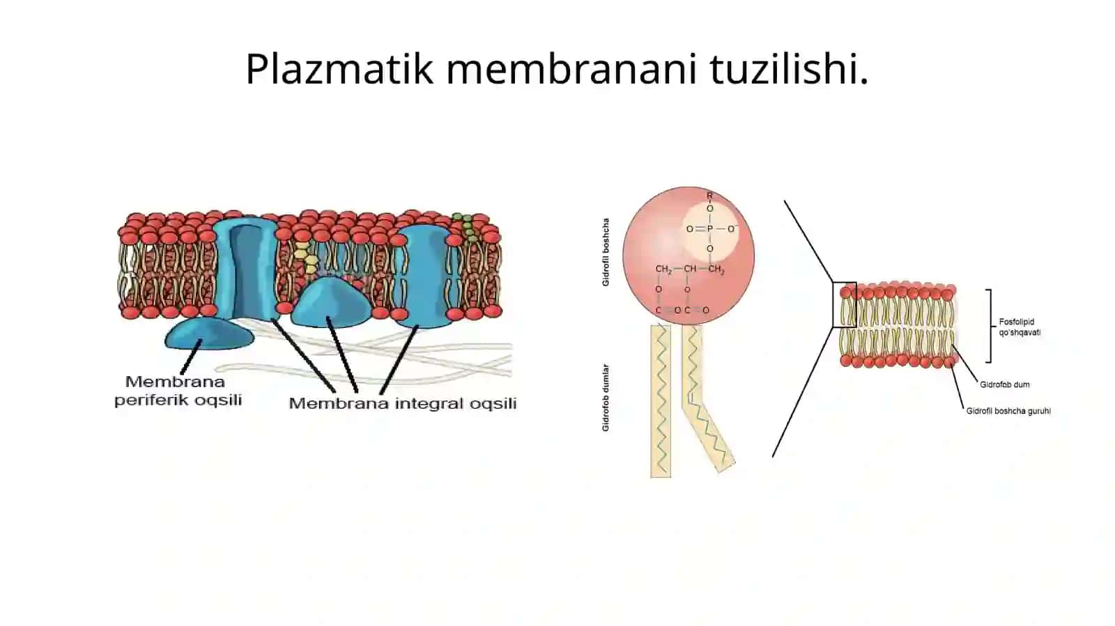 Biomembranalar tuzilishi. Membrana retseptorlari. Hujayralarga signallarni o’tkazish yo’llari 3