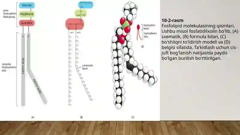 IKKI QAVATLI LIPID MEMBRANA 3