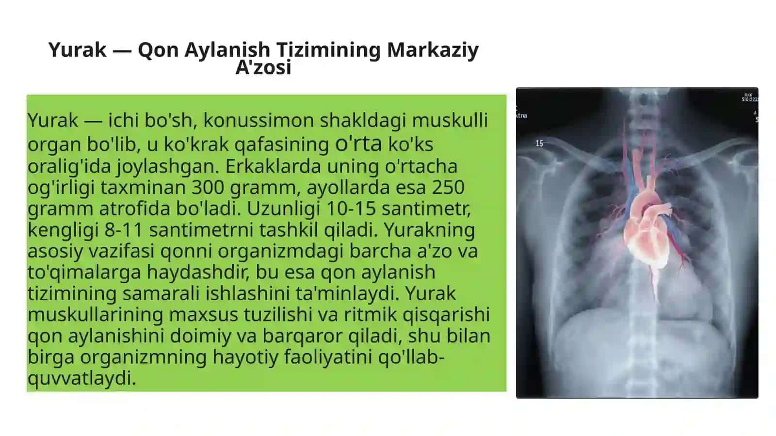 Yurak Qon Tomirlar Rentgen Anatomiyasi 3