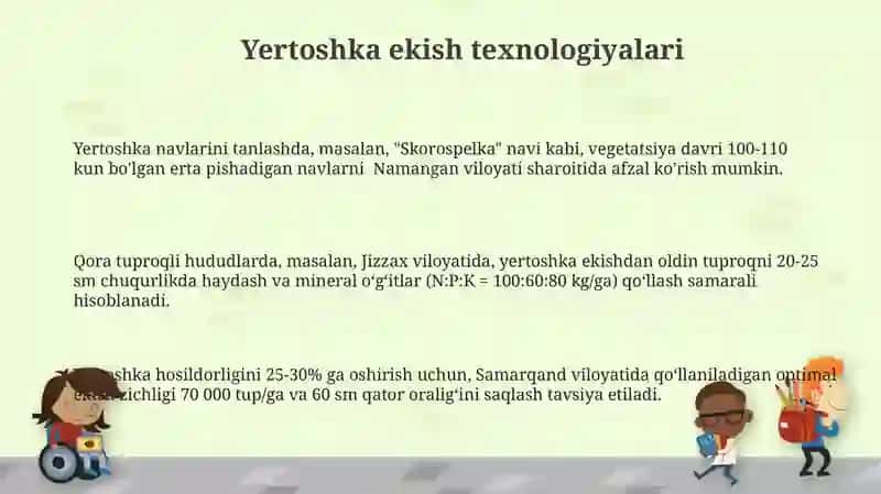 Tapinambur oʻsimligini yetishtirish texnologiyasi 3