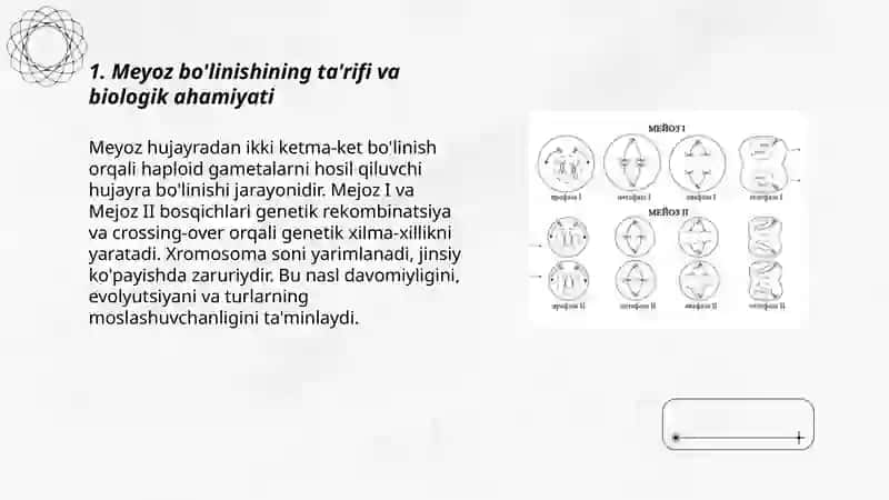 Meyoz bo'linish 3