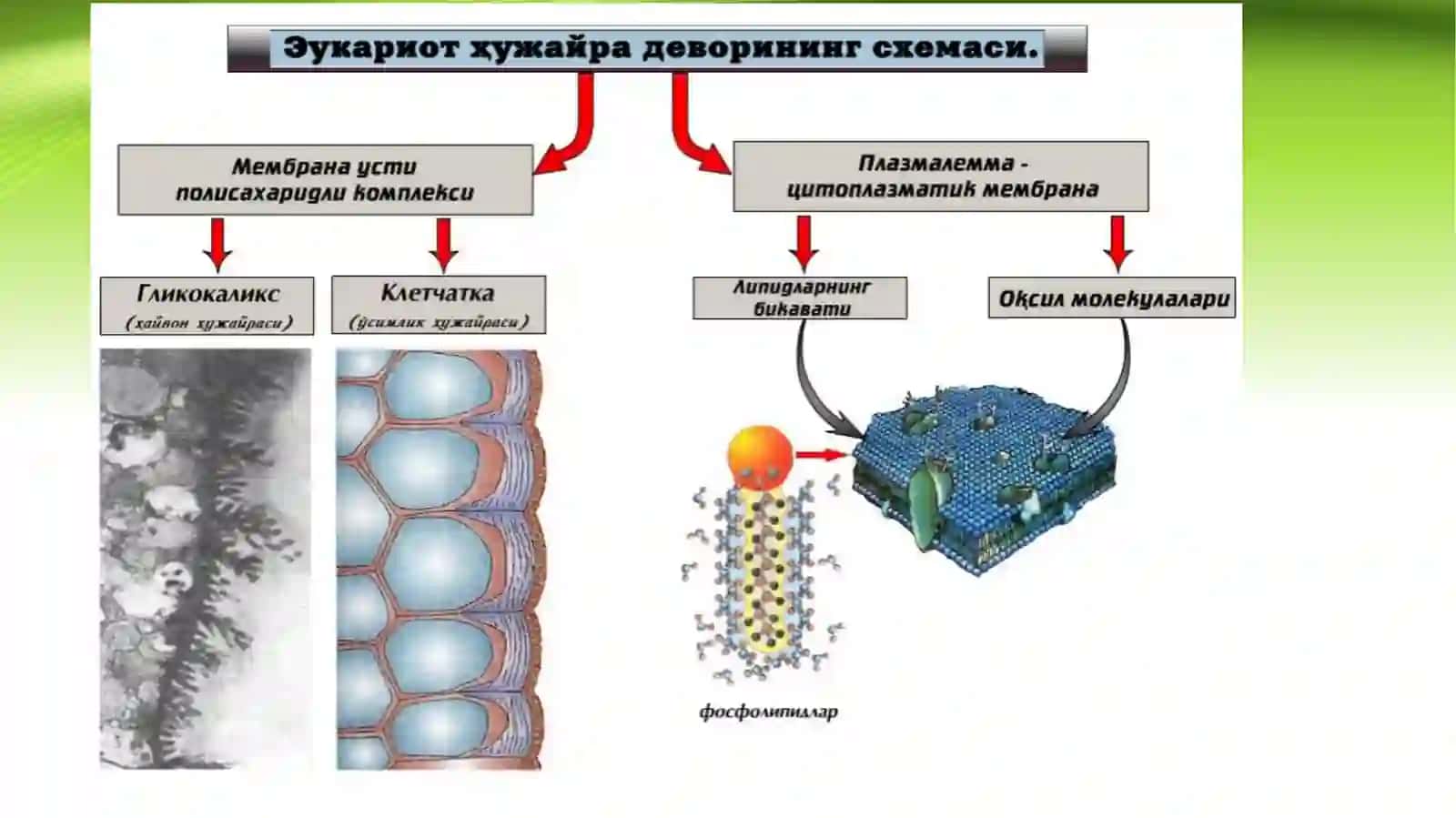 Hujayra membranasi, uning nozik tuzilishi va hujayraga moddalarning kirishi 3