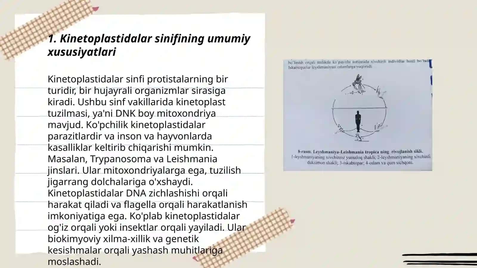 Kinetoplastidalar sinfi. Vakillari: tripanosoma, leshmaniya 3