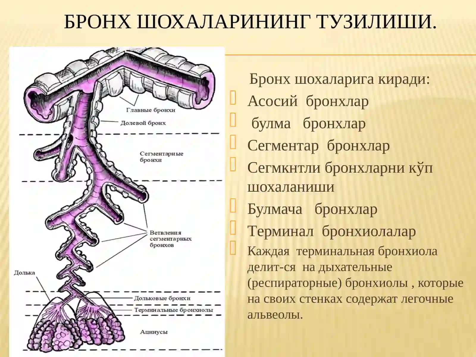 НАФАС ОЛИШ СИСТЕМАСИ ТУЗИЛИШИ ВА ФУНКЦИЯСИ 3