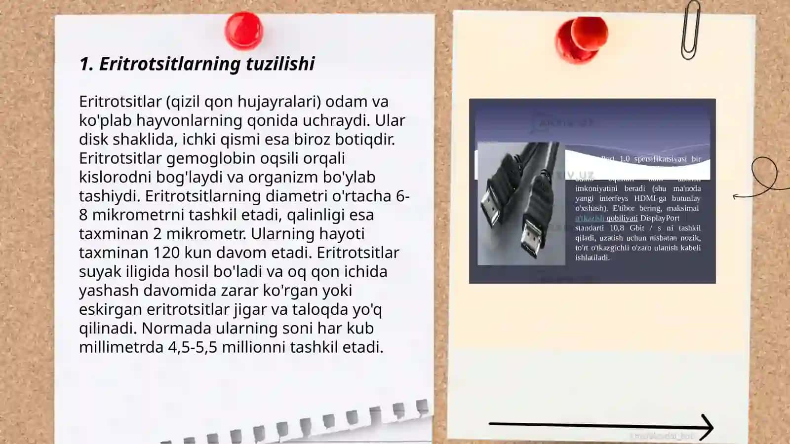 Eritrotsitlar, turlari funksiyalari 3