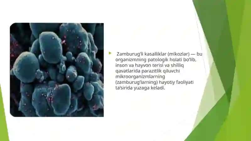 Zamburug‘li kasalliklarning qo'zg'atuvchilari , patogenezi va labaratoriya tekshiruvi 3