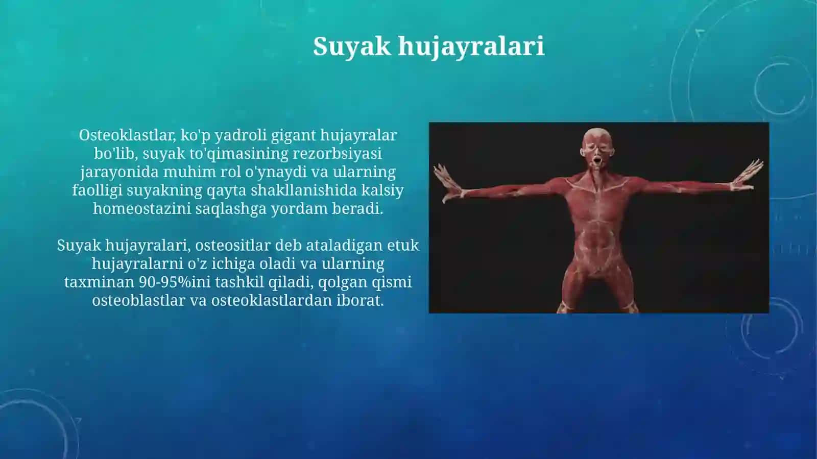 Suyak hujayralari 3
