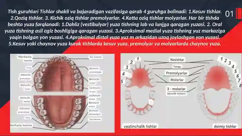 TISH QATTIQ TO‘QIMASINI TARKIBIY TUZILISHI 3