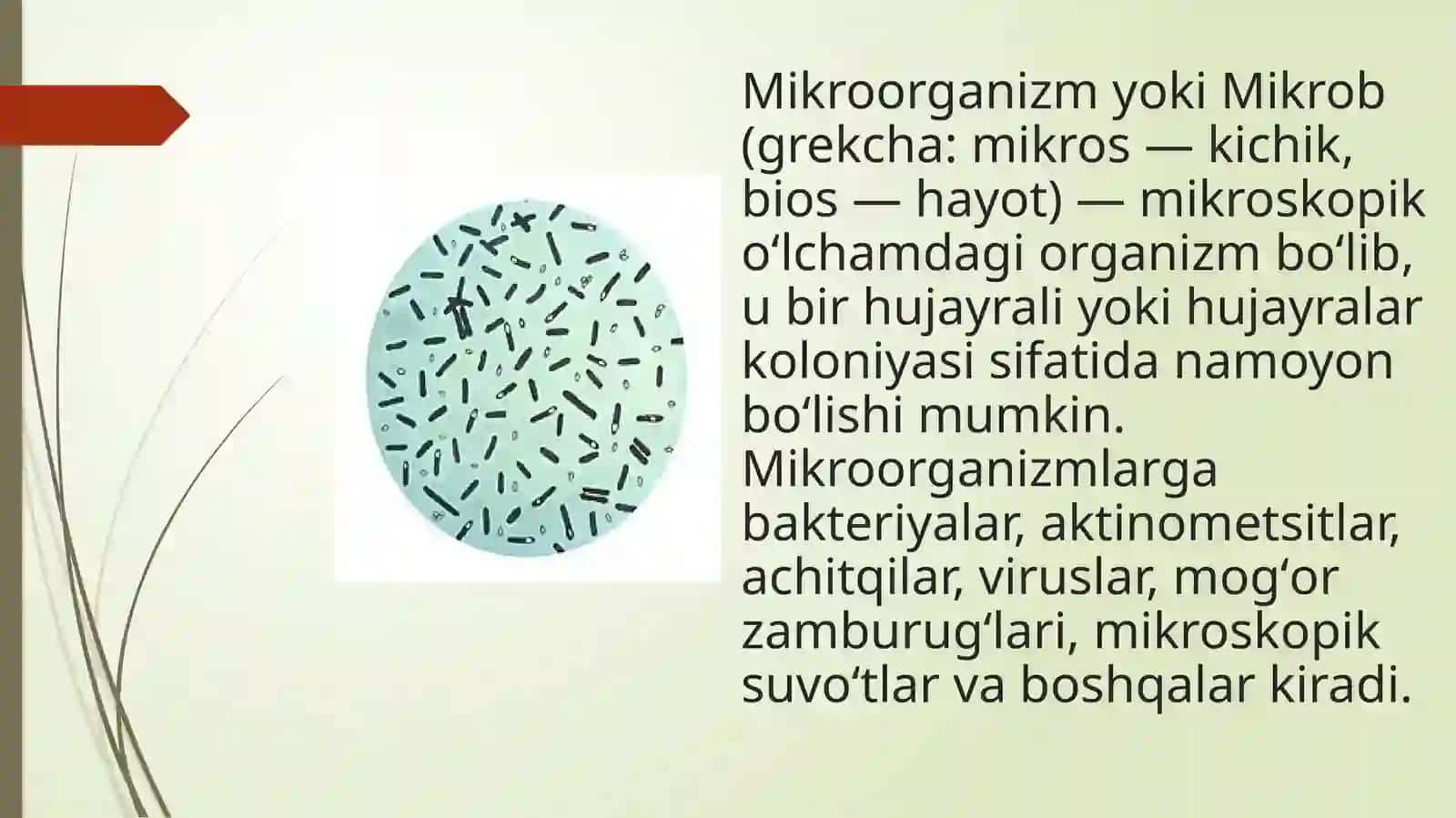 Mikroorganizmlarning tibbiyotdagi ahmiyati 3