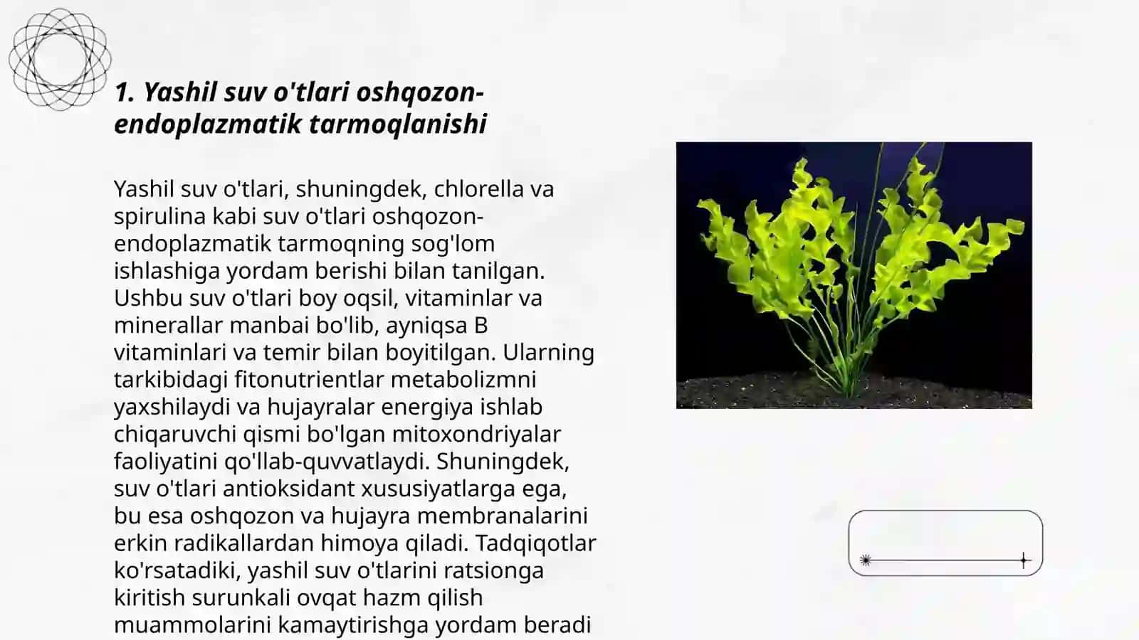 Yashil suvo'tlar bo'limi.Teng xivchinlilar.volvokslar va protokklar tartibi 3
