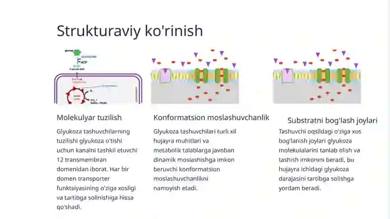 Glyukozatashuvchilarining tuzilishi 3