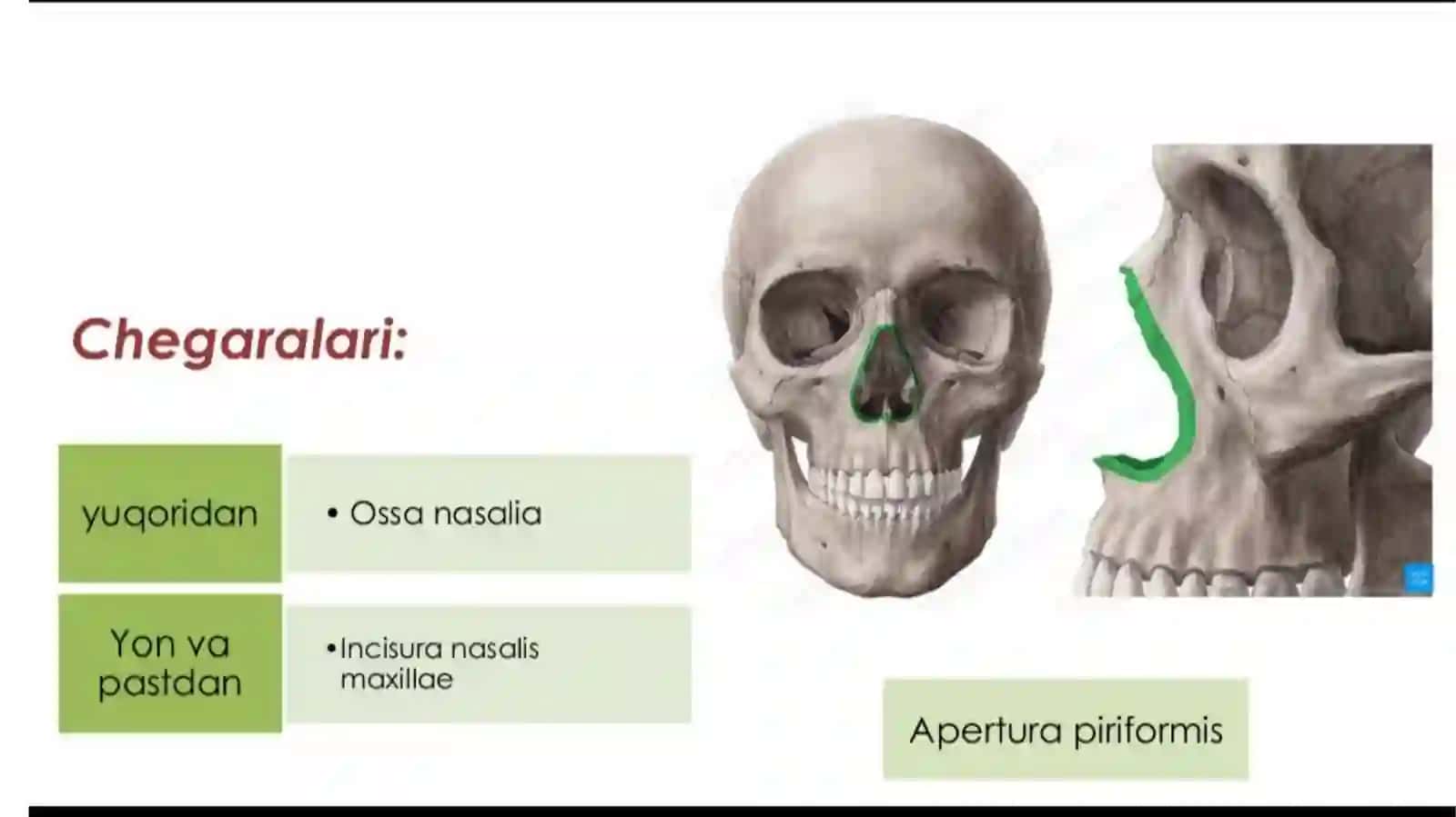 Burun va burun boshlig’i anatomik tuzilishi va fiziologiyasi 3