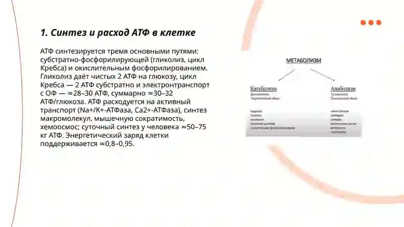 Образование и потребление энергии в процессе метаболизма 3