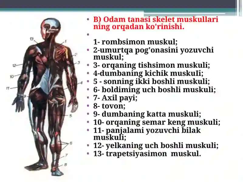 Muskullar va ularning funksiyasi 3