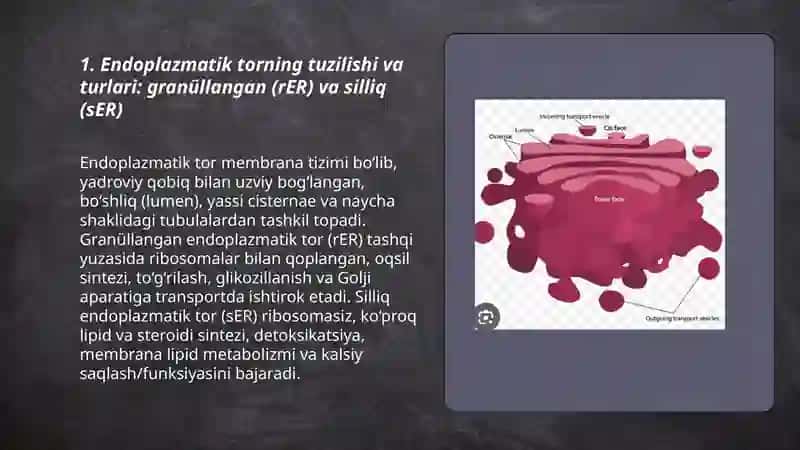 Hujayra organoidlari: Endoplazmatik tor. Golji majmuasi. Lizosoma 3