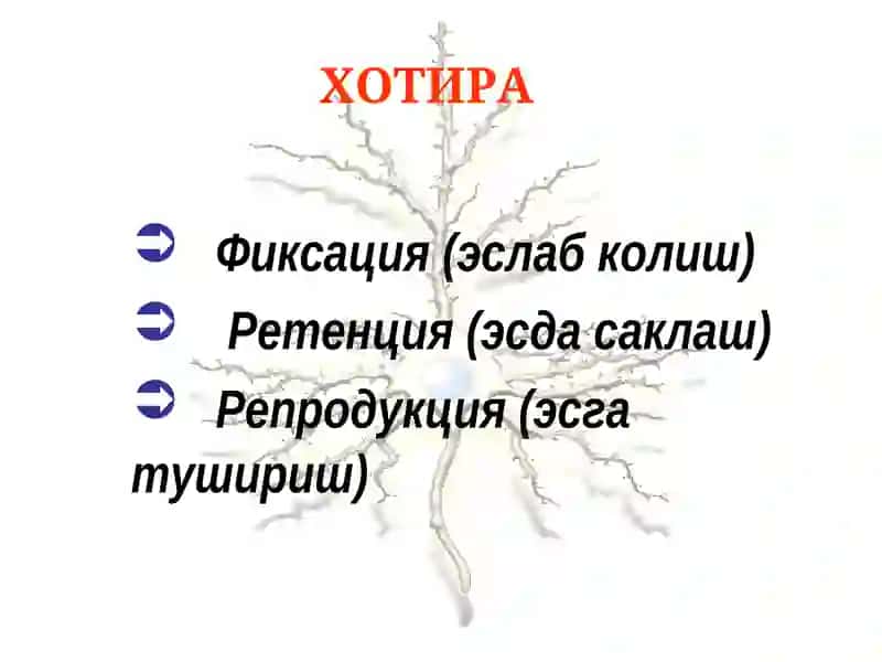 Хотира, диккат, интеллект. Асосий хусусиятлари. 3