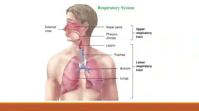 Nafosatning anatomiyafanidantayyorlagan prezentatsiya 3