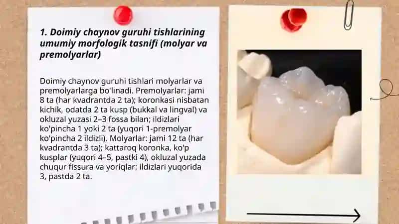 Doimiy tishlovdagi chaynov guruhi tishlarining tuzilishi 3