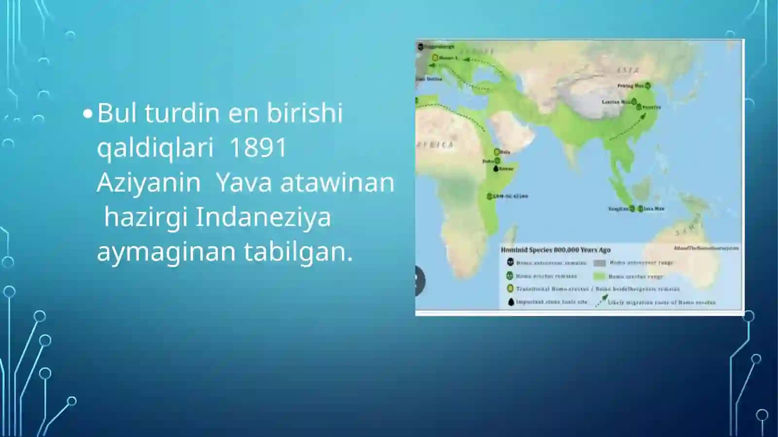 Erejepov Asadbektin Insan evalyutsisinan tayarlagan slayti 3