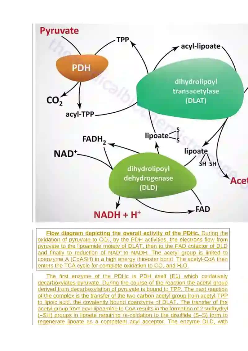 Introduction to Pyruvate Metabolism and the TCA Cycle 3