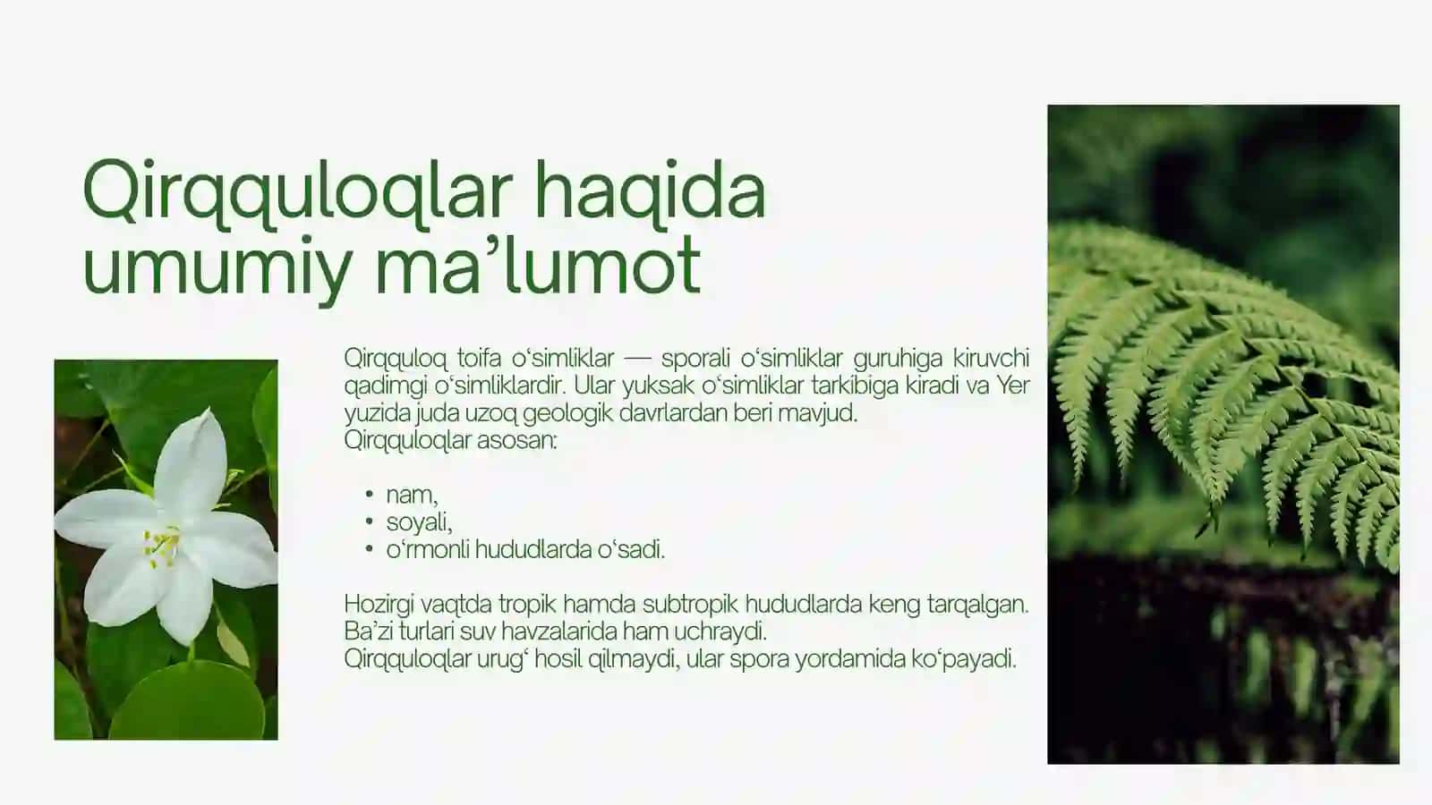 QIRQQULOQ  TOIFA  O’SIMLIKLAR 3