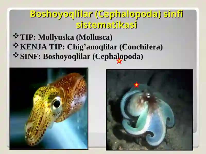 Boshoyoqli (Cephalopoda) mollyuskalar sinfi 3