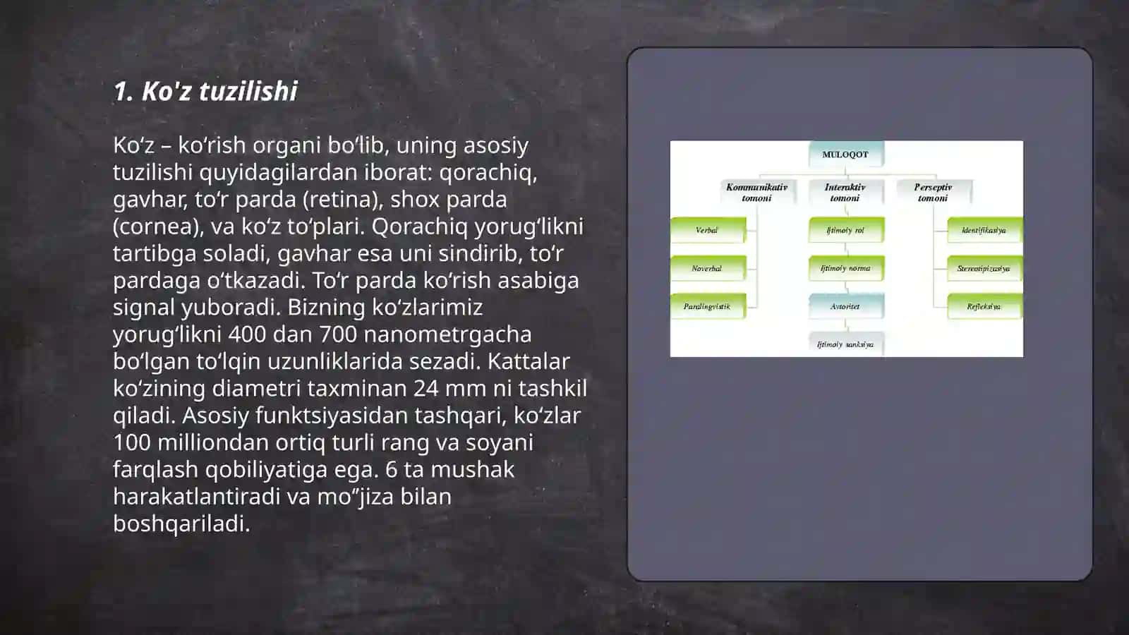 Inson fotoresepsiyasining morfologik asoslari 3
