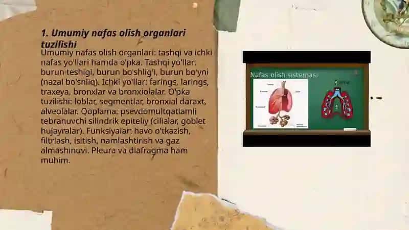 Umumiy nafas olish organlari tuzilishi 3