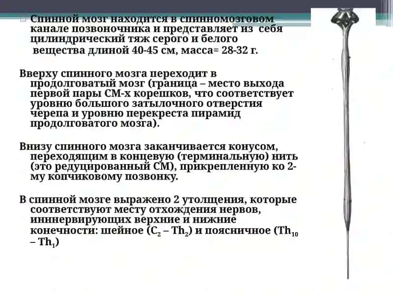 Топографическая анатомия спинного мозга 3