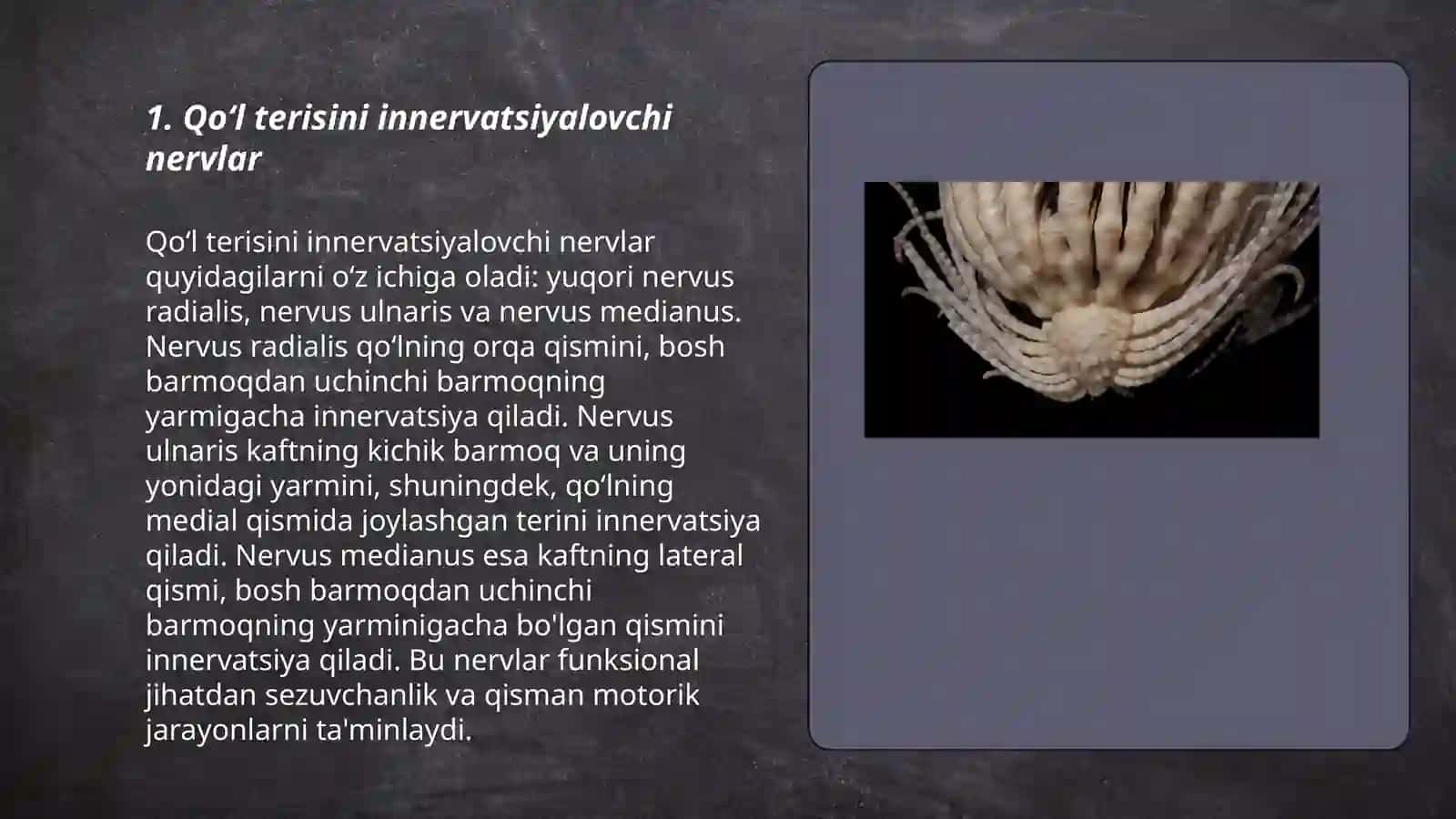 Qoʻl va oyoq terisini innervatsiyasi 3