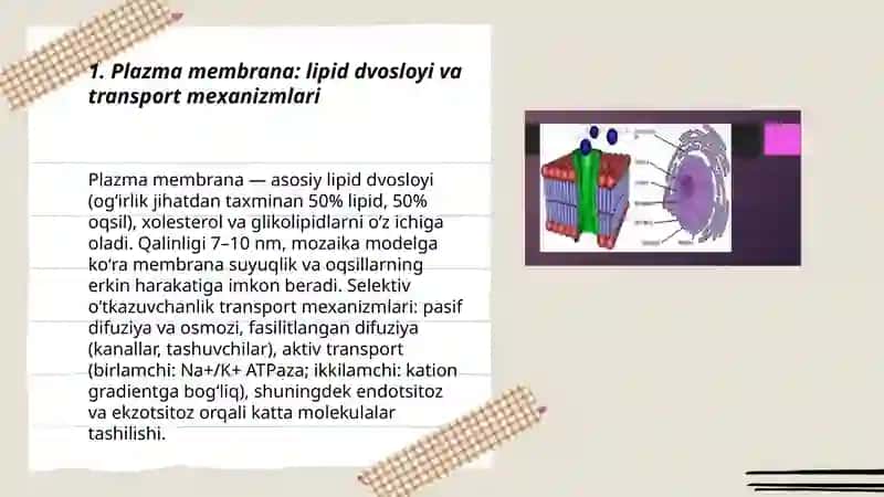 Hujayra elementlarning funkciyalari va gistologik strukturasi 3