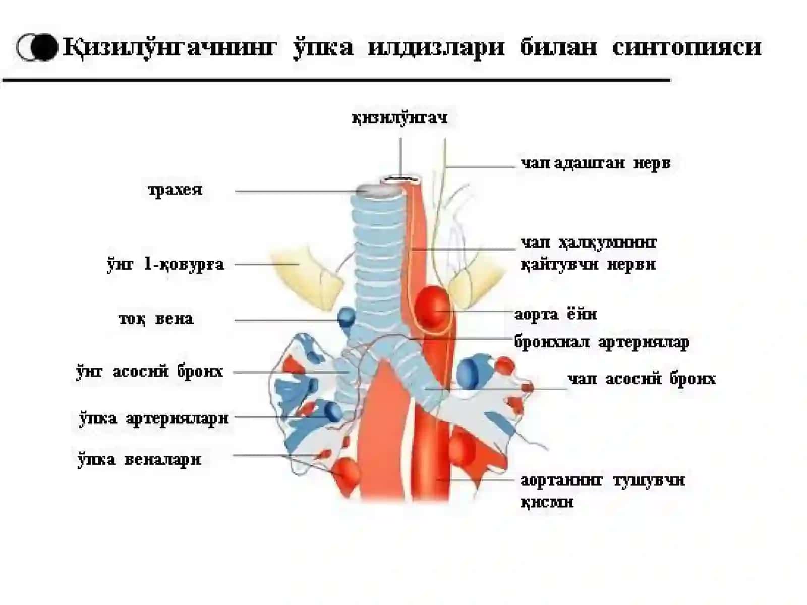 Қизил ўнгачнинг хирургик анатомияси 3