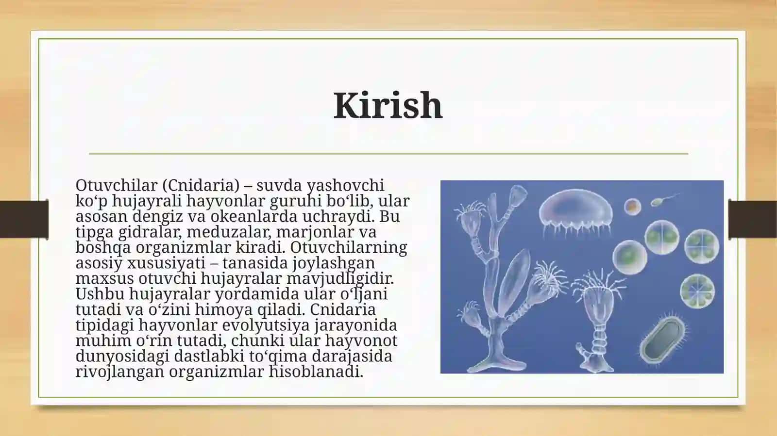 Otuvchilar (Cnidaria) tipi. Korallar (Anthozoa)ning hayotiy sikli. Gidrozoylar (Hydrozoa) tipi - Cnidaria guruhining yuksak taraqqiy etgan guruhi. 3