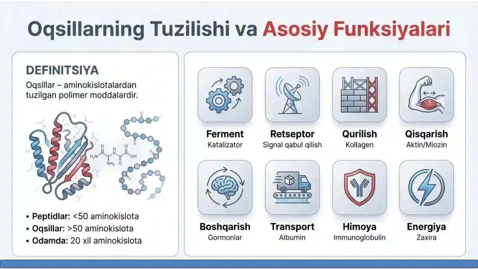 Oqsillar hazmlanishi va aminokislotalar so‘rilishi. 3