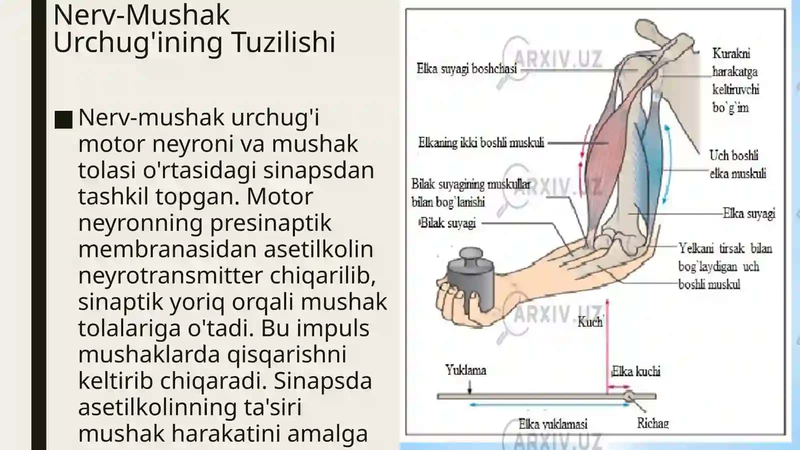 Nerv-mushakurchuqlariningtuzilishivaishlashprinsipi 3